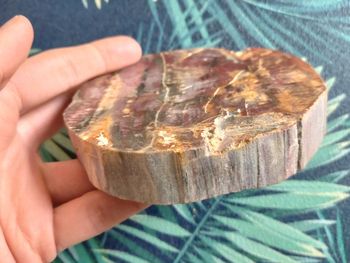 Belle tranche de bois fossilisé