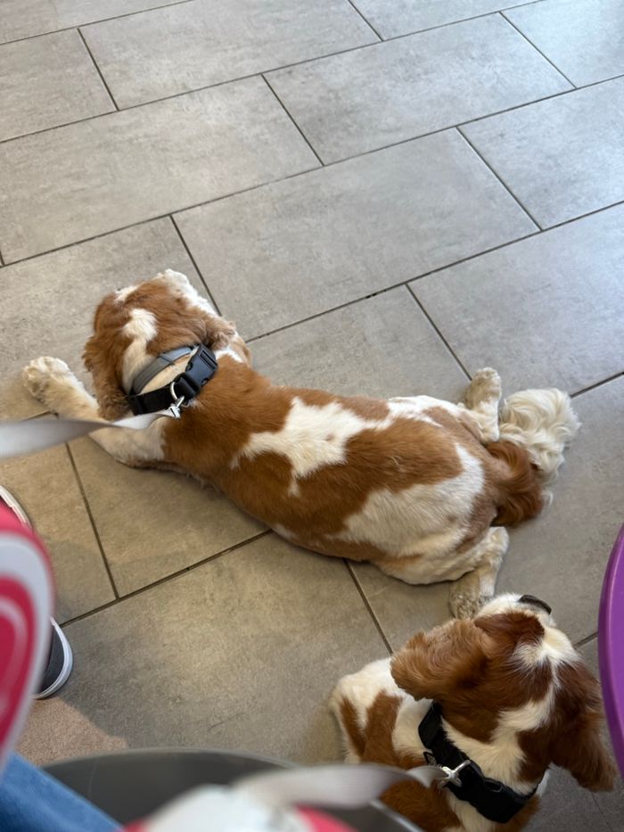 Jean’s Lévis  511 slim taille 41 - photo numéro 7