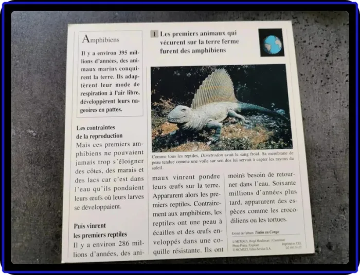 Fiches Tintin - photo numéro 3