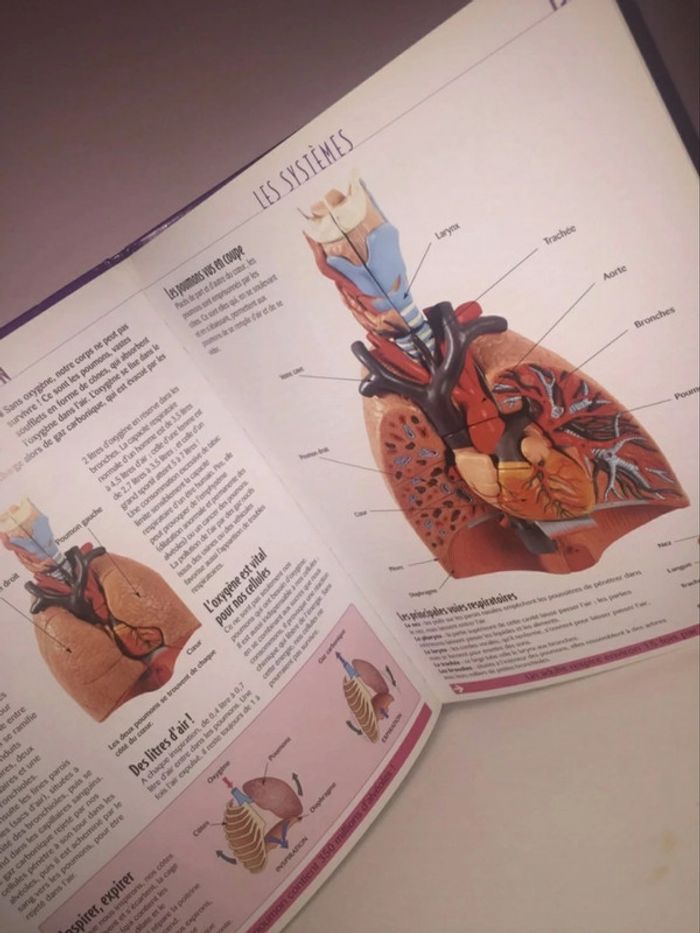 Livre 📖 Le corps humain Atlas des juniors 5€ - photo numéro 8