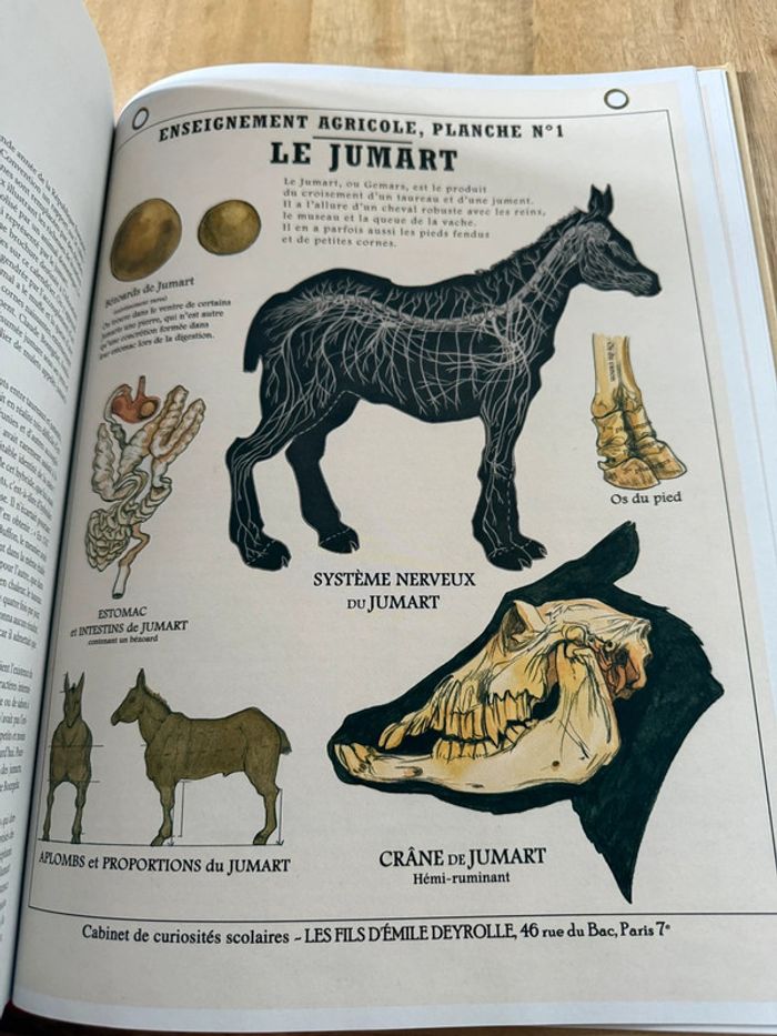 Plume de Carotte Créatures fantastiques Deyrolle livre grand album encyclopédie - photo numéro 6