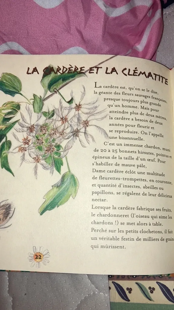 Jardin sauvage - photo numéro 4