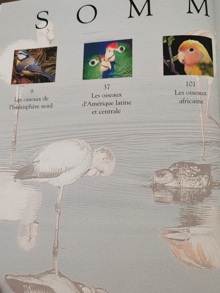 Les plus beaux oiseaux du monde 🦜 - photo numéro 4