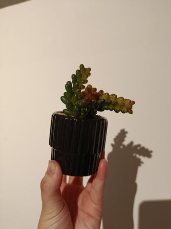 Fausse plante