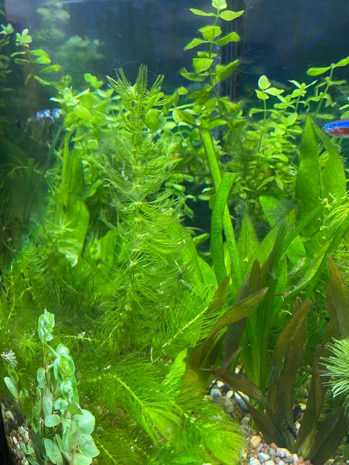 Boutures plante d’aquarium - photo numéro 5