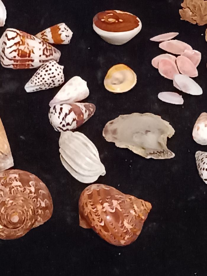 Coquillages  Ste Lucie rose des sables - photo numéro 5